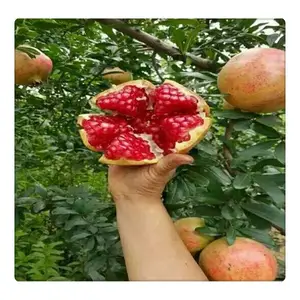 ����ʯ�������辰 ����ʯ������ 2����ʯ���繩Ӧ