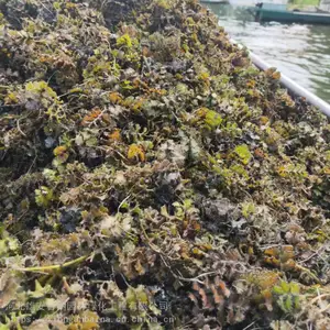 菹草种子 菹草种子厂家 菹草 耐寒菹草种子 河北雄安百纳园林
