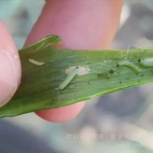青虫杀不死 优利普广凯专打抗性青虫 优利普农业