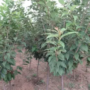 樱花树苗日本早樱绿化嫁接晚樱盆栽植物庭院别墅绿化苗木当年开花