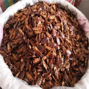 美洲大蜚蠊价格 蟑螂的功效 蟑螂做什么用
