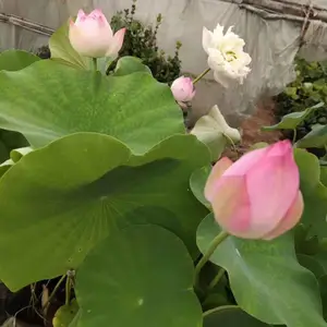 �����ɻ��� �����ɻ����� �ɻ��Ǹ߹��ͼ�ֵ��ˮ������