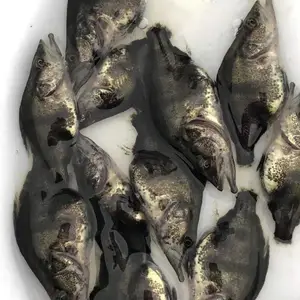�˰��˹�������ֳ����