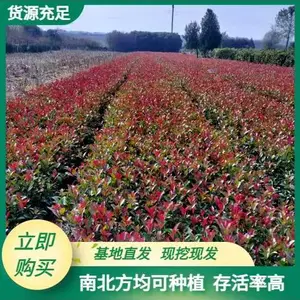供应红叶石楠杯苗 陕西红叶石楠基地 西安红叶石楠批发