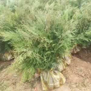 ������������� ȫ����ػ��� ũ��ֱ�� ����С���̻� Ӫ������