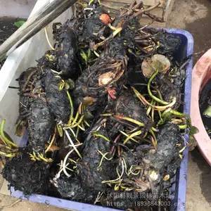 ˮ��ֲ��˯���磬�໨ɫ˯�����磬ͥԺ�̻�˯����������ֱ��