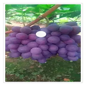北方种植的葡萄苗好管理_葡萄苗木批发小苗