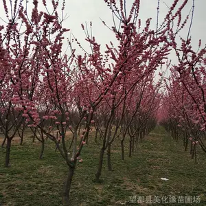 保定当地苗圃供应 美植袋 容器苗杏梅,抗寒梅花(直径7-8cm 丰后、淡丰后等)