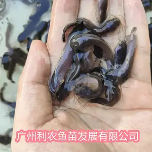 本地塘鲺鱼苗 改良品种皇妃一号胡子鲶苗 全国包邮