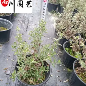 红花玉芙蓉草花批发 庭院园林花境花坛绿化 成都时令草花批发 量大价优