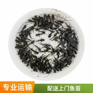 黄颡鱼昂刺骨鱼苗 淡水供应 适合多种养殖环境