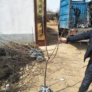 �������ӣ����۸� 1�������ӣ���籨��