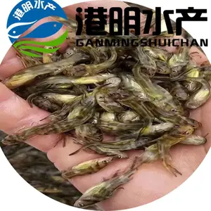 【全雄单性黄颡鱼苗】港明水产淡水鱼苗批发基地