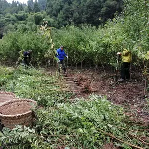 贵州脆红李苗、脆红李苗批发、脆红李苗种植时间