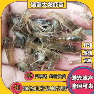 ���޴���Ϻ�������� 2-4���׵�ˮϺ�� ��ֳʳ�ð��޴���ϺϺ��۸� ����ˮ���ʻ��