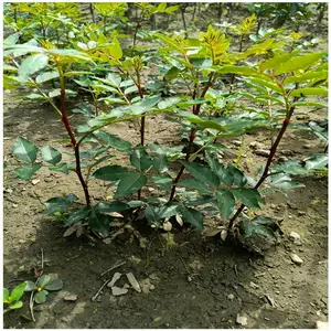 广西花椒苗价格 无刺大红袍花椒苗 花椒苗价格多少钱一棵