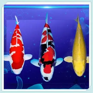 ���ͽ���������ܶ��� ���������� ��ʳ�Ժ�����