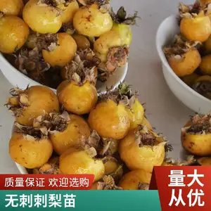��ֲ���޴̴��澭��Ч���