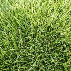 四季青草坪草皮 好打理 高尔夫球场地被草 别墅区地被栽植苗