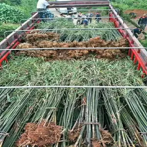 湖北天门杜鹃苗基地用心前行