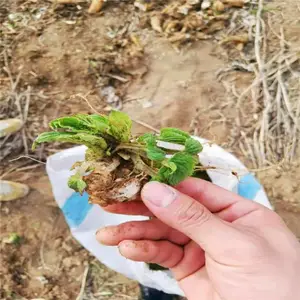 ���������� ����ѿ����ֱ����ֲ ��̩��ҩ��