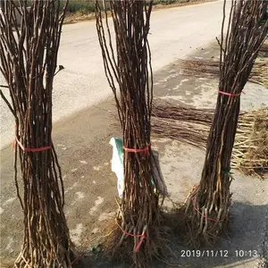 田骏苗圃***山楂树苗 2年山楂苗 大金星山楂苗结果早易储存