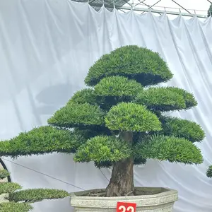 沭阳县闻香苗木园艺场