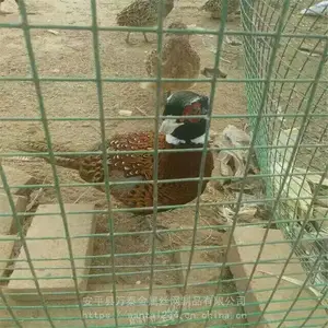 ��̩��ֳ�� ɢ������Χ�� ������