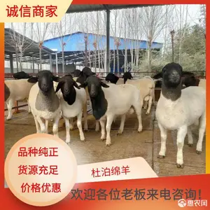 山东纯种湖羊繁育场多胎多羔抗病强好饲养现场挑选实力场家