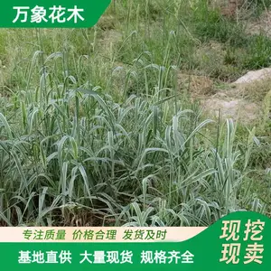供应 花叶芦竹 工程绿化苗木水生植物 湿地池塘造景工程苗