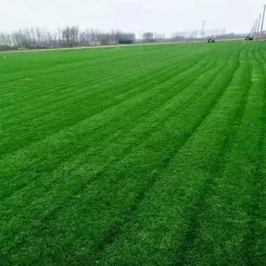 果岭草草坪草皮 四季青 好打理 操场高尔夫球场 别墅区地被栽植