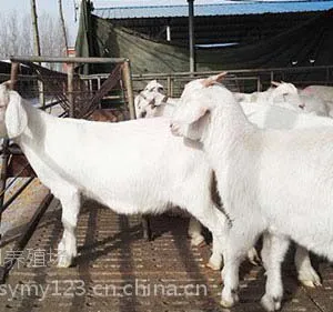 纯种波尔山羊价格 黑山羊适应能力怎么样 肉羊价格小羊羔多少钱