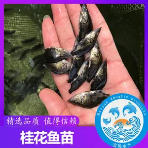 桂花鱼苗养殖技术 苗场出售黄冈鳜鱼苗批发