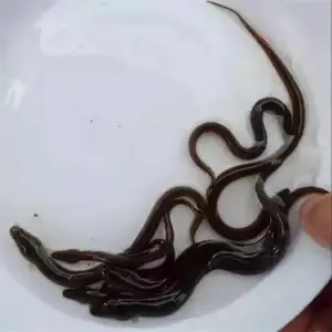 �ɹ�����ˮ���������� ���ձ������� �㶫��������