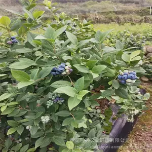 ������ݮ�����Գ��� ��ֲ��ݮ������Ҫ���������� ��ũũҵ