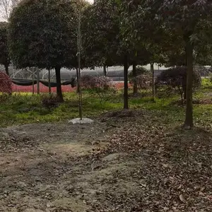 ���¹�Ҳ�ǳ��������𻨣����ǵĹڷ����ȣ��߶�ͳһ�����ʺ��е�����ֲ