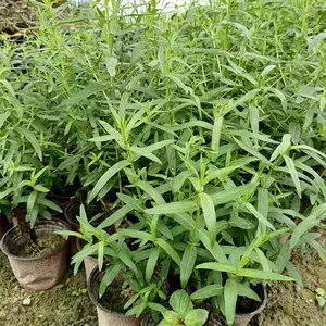 千屈菜杯苗批发 四川水生植物基地出售大小杯千屈菜