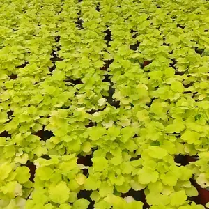 供应大量矾根杯苗 耐寒彩叶草花矾根 色彩丰富 花境花坛布景 节庆租摆草花