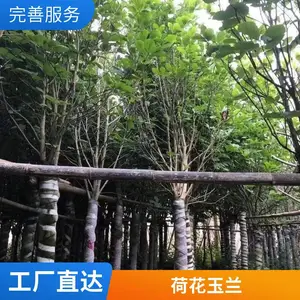 ������ľ������ ***�ڷ��羰�̻��ɻ����� ͥԺ������ �е�������