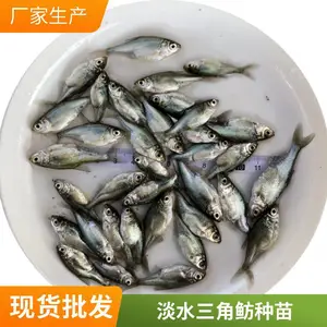 �������������� ��ˮ������������ ������ֳ�ɻ�***��������