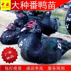 鸭孵化场广西黑番鸭苗批发活体 大种贵州火鸭西洋鸭苗价格高成活率