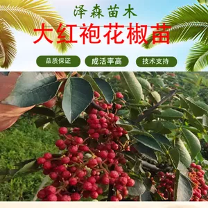 1年生大红袍花椒苗 高50-100公分 当年花椒小苗地径0.5-1公分
