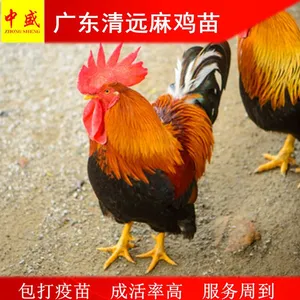 鸡孵化场销售广东清远麻鸡苗多少钱一只|正宗清远鸡苗价格活体包打疫苗高成活率