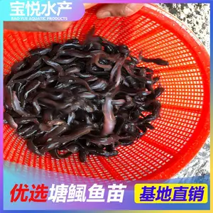 贵州遵义本地塘鲺鱼苗批发优选 塘角鱼苗品质怎么样