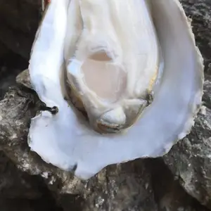 �������������Ӧ ��������ĵ�� �ʻ�ˮ���տ�ʳ�ĺ�����