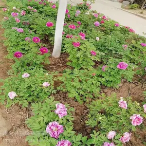 牡丹苗批发 庭院风景树寓意好 绿化牡丹芍药花苗