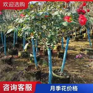 ������֬��ľ�¼� ���Ի��ܵ���С�繩Ӧ Ũ���͹����¼�����������