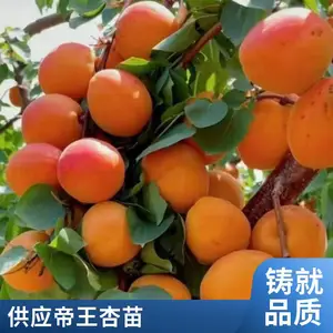 ��ɫ�������� ���������� �ͺ������������
