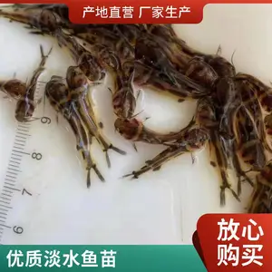 杂交黄骨鱼苗 渔场直供 抗病性强 生长速度快个体匀