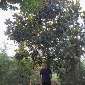 鹅掌楸价格,南京鹅掌楸树苗价格